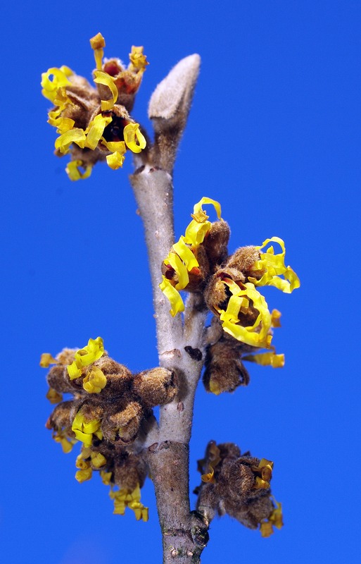 Zauberhafte Zaubernuß