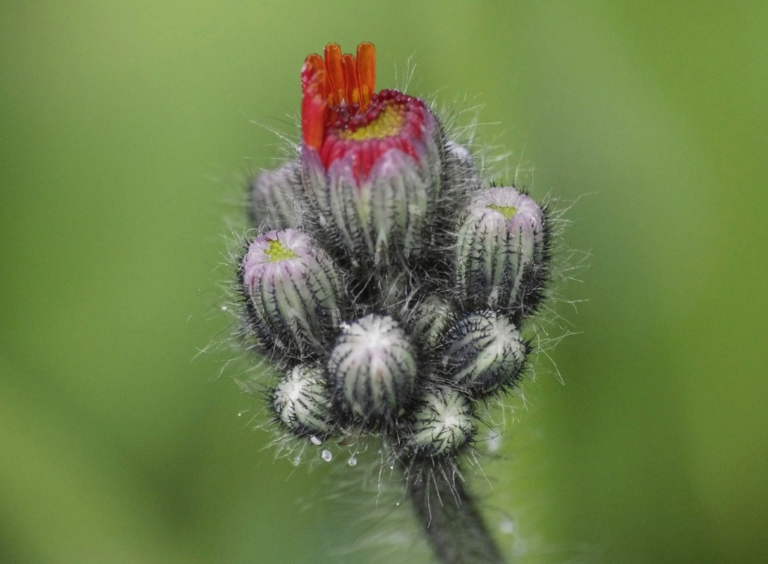 Knoll-Blüten
