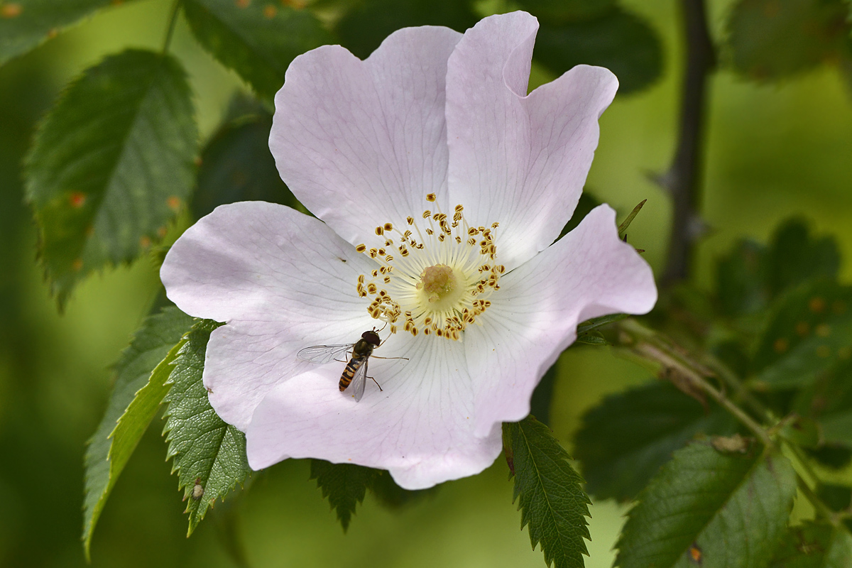 Schwebfliege zu Besuch