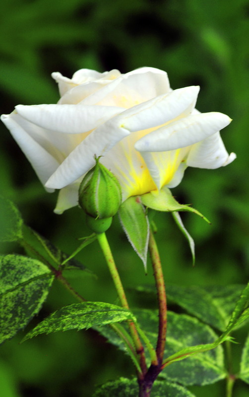 Rose 1