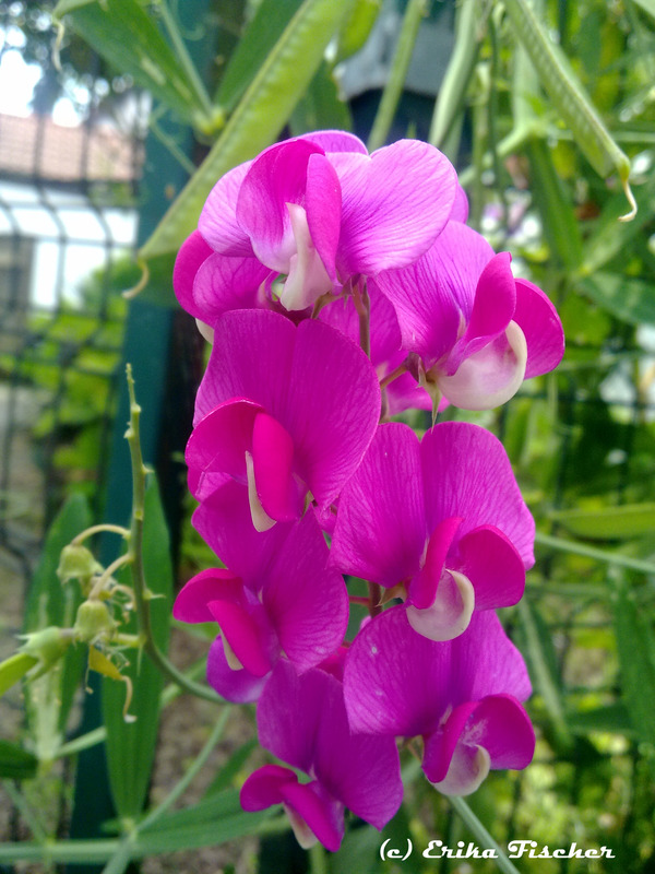 Blüten