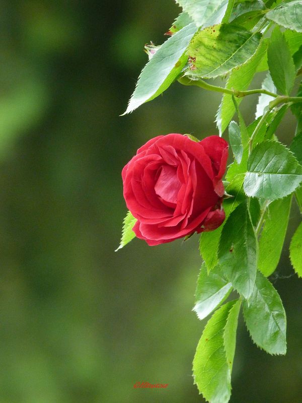 Rose 