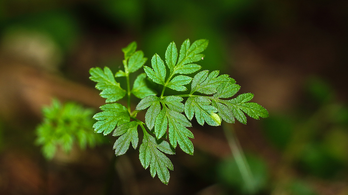 nur ein Blatt