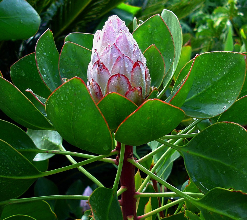 leider weiß ich den Namen dieser Blüte nicht