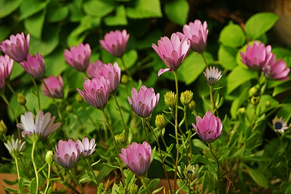 Margeriten kurz vorm "Schlafen gehen"