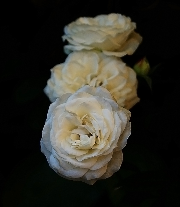Rosentrio