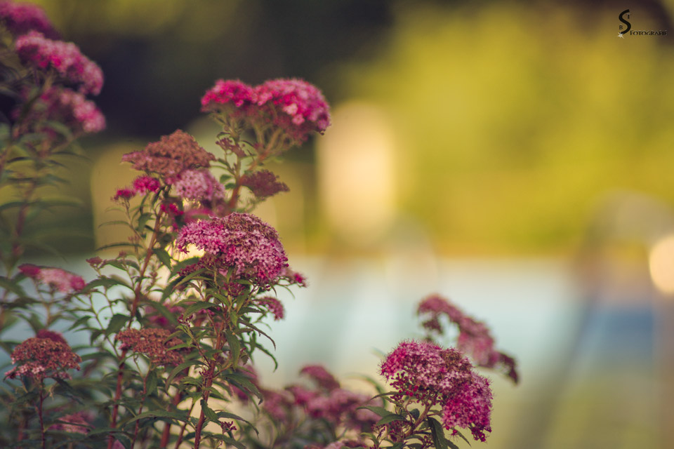 Rote Sommerspiere