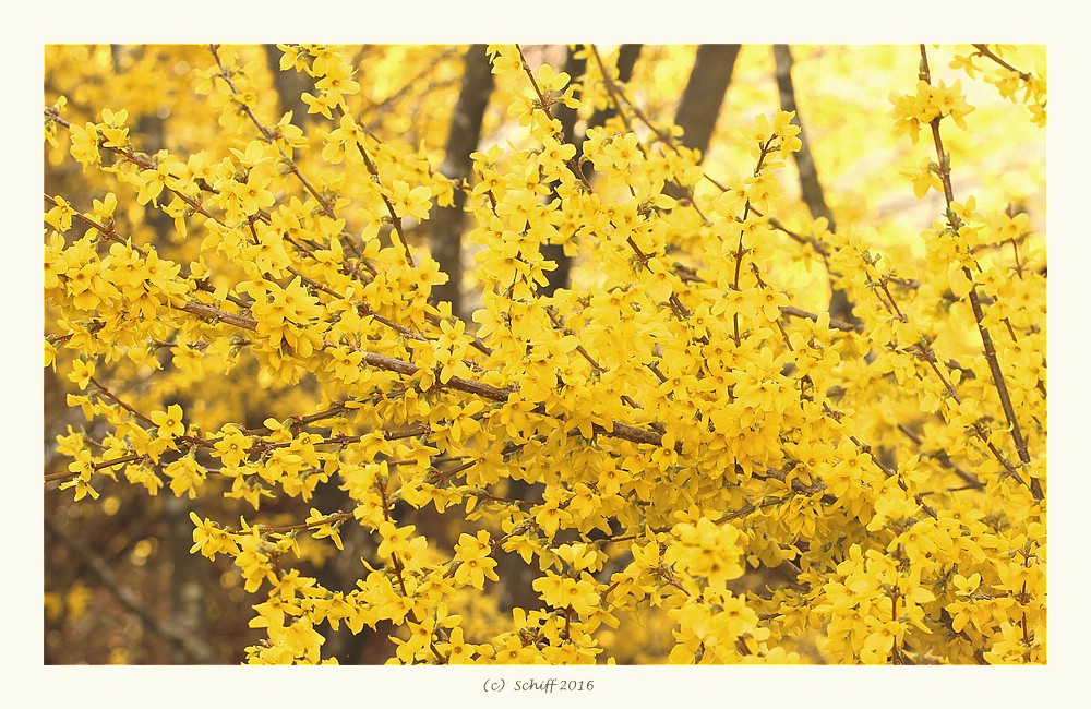Forsythie in voller Pracht