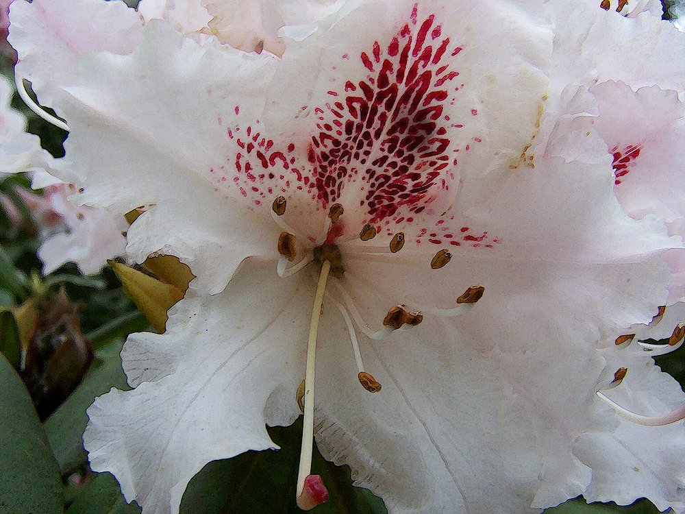 Rhododendron