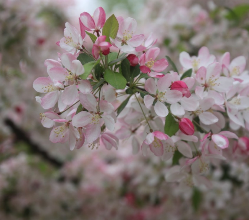 Frühling