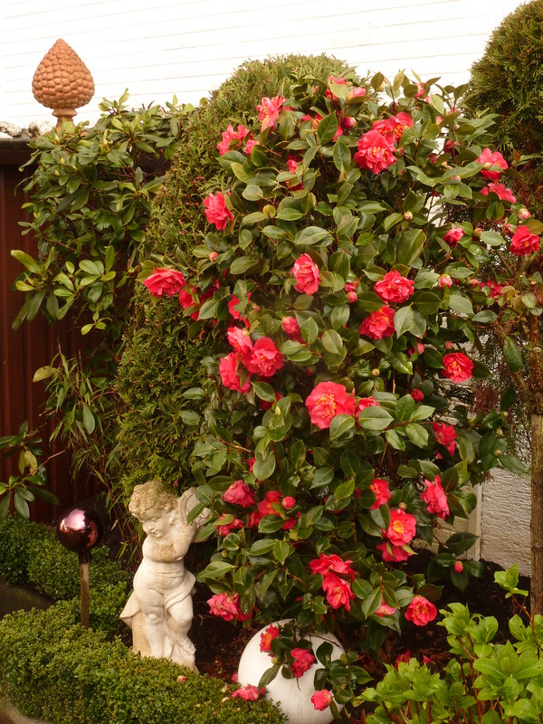 Meine Freilandkamelie