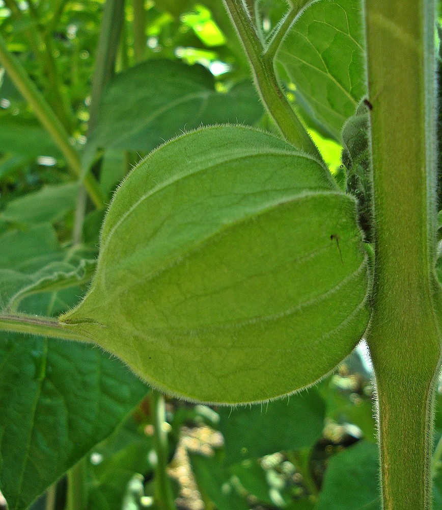 Frucht des Physalisstrauches