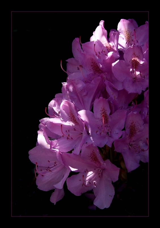Rhododendron