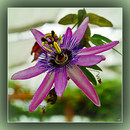 Passionsblume