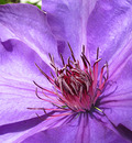 Clematis