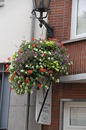 Fotos_Rankgewächse
