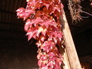 wilder Wein
