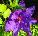 Clematis