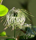 Wunderschöne Überbleibsel der Clematis!