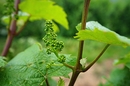 Riesling - Blütenknospen