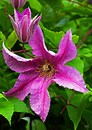 Clematis