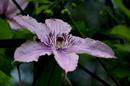 Clematis!
