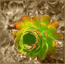 Aeonium arboreum