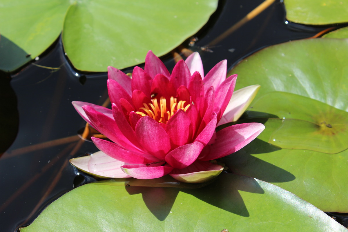 Seerose