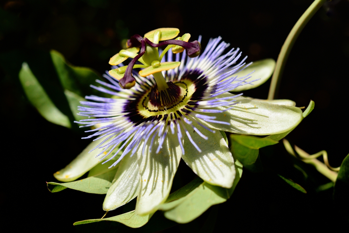 Passionsblume