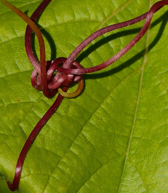 Raffinierter Knoten
