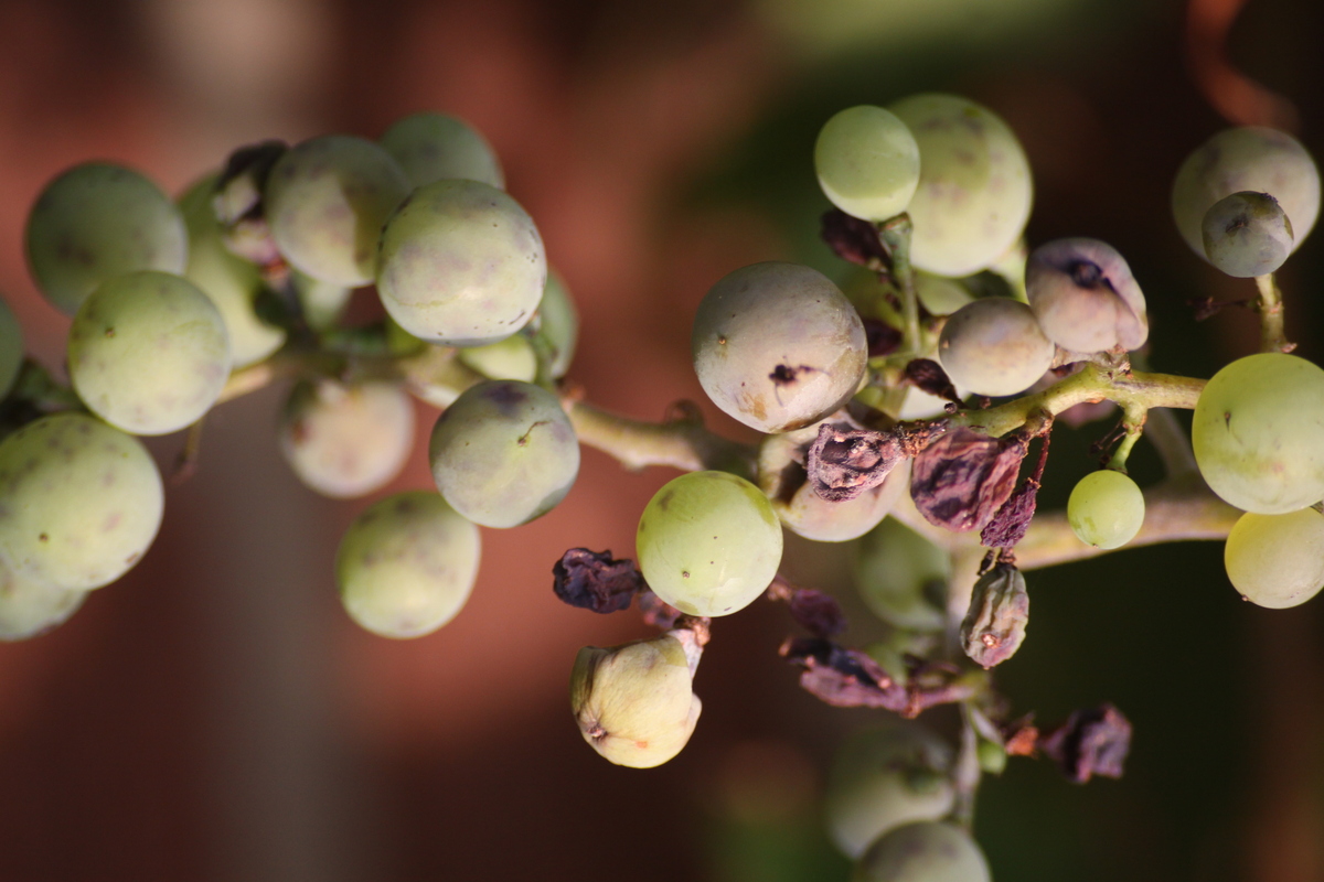 echter Wein