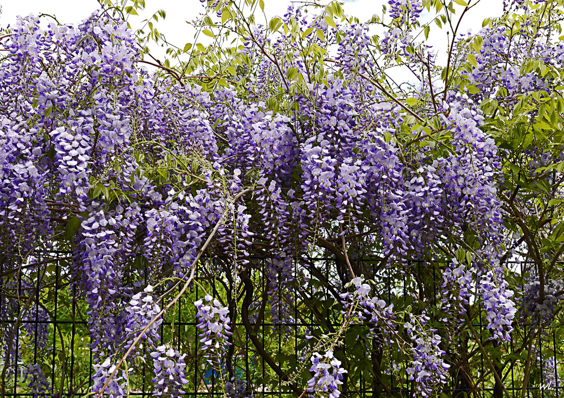 chinesischer Blauregen