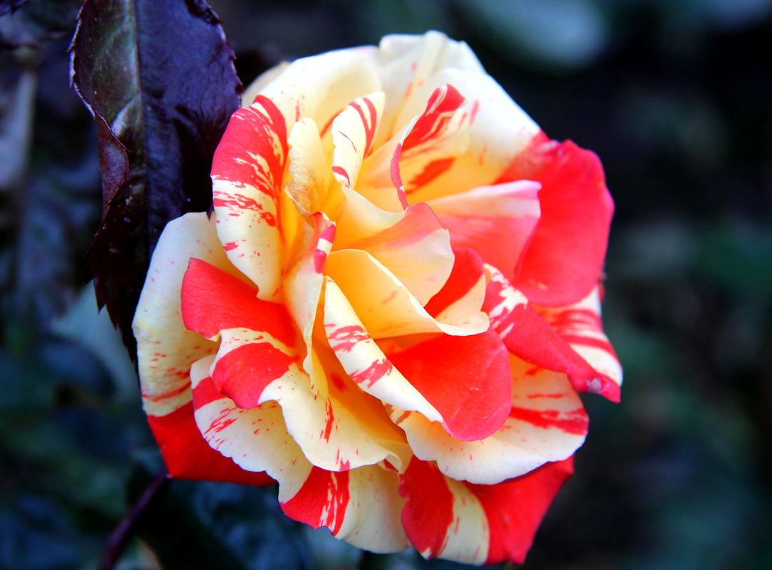 Ein Röschen in  ehren...........................