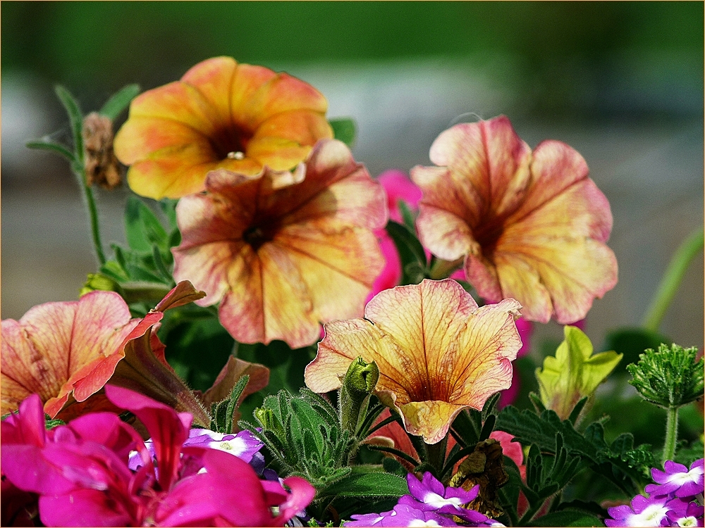 Blumenkästen bepflanzt