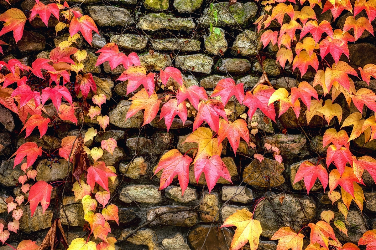 Dreispitzige Jungfernrebe im Herbst