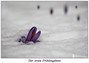 Heute im Schnee