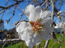 Fruehlingsbote im Winter