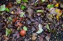 Herbstlaub