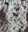 Winterblüte