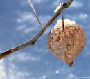 Winterlampion