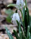 Snowbelldrops