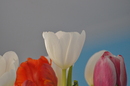 weiße Tulpe