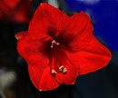 Amaryllis ...