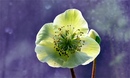 Christrose (Helleborum)