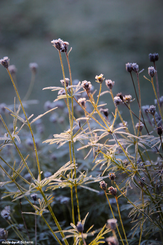Frostblumen