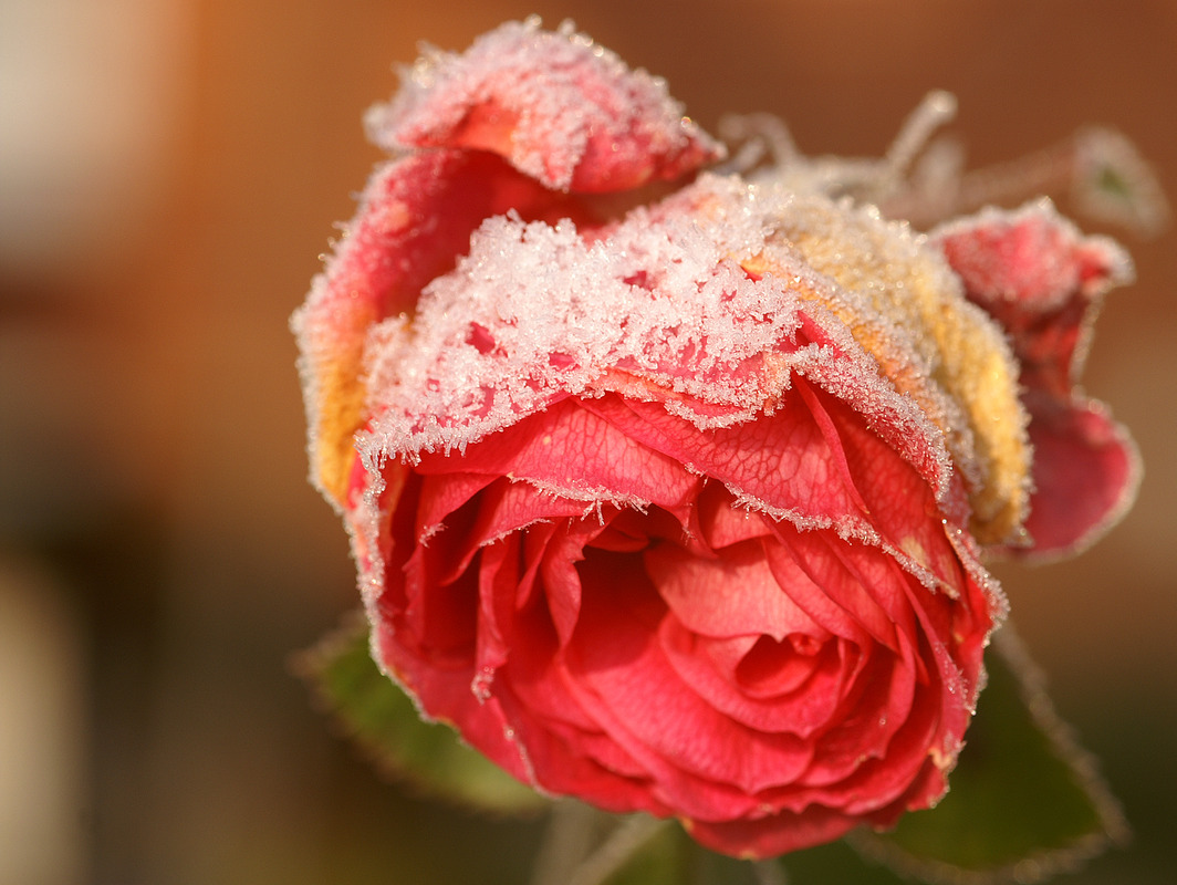 Rose mit Frost