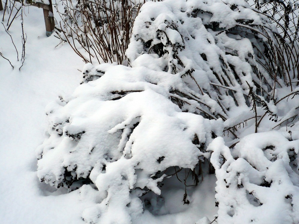 Pflanzen im Schnee 1