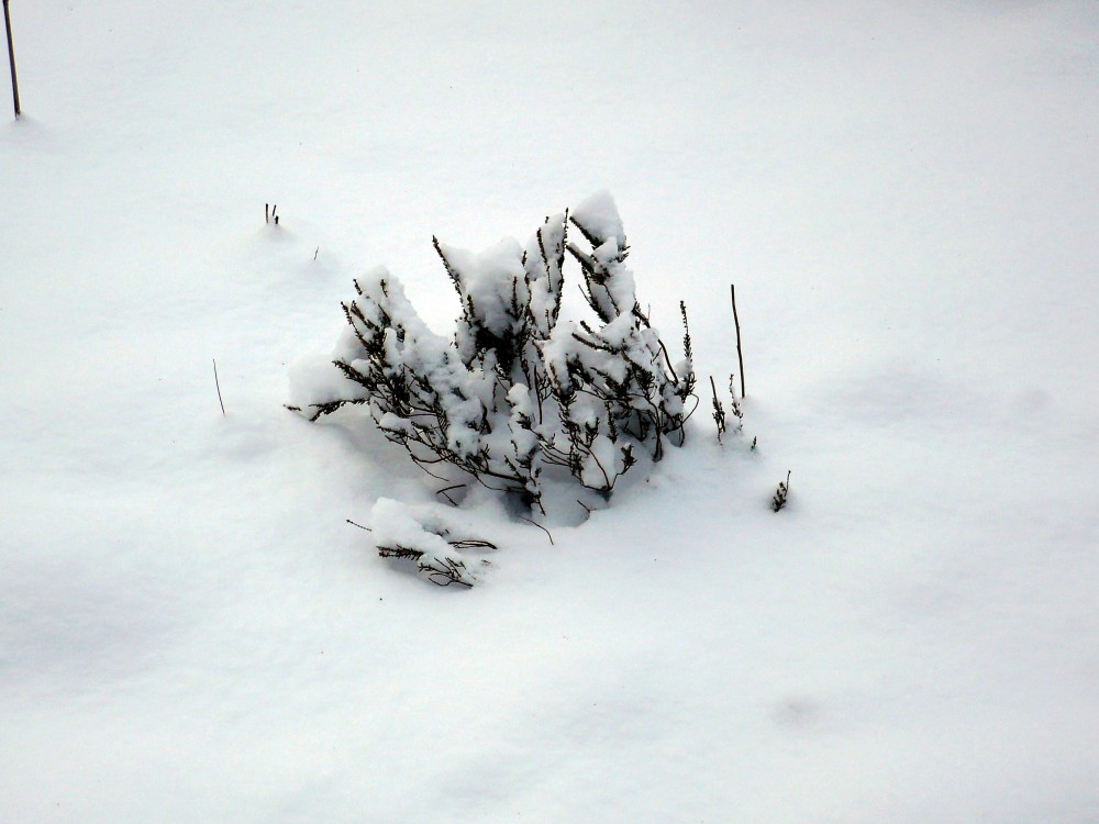 Nun bin ich eine echte Schneeheide