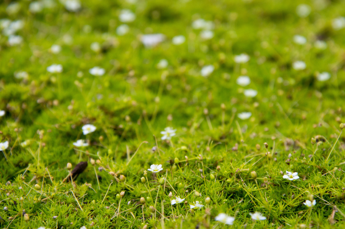 Miniaturblumen-Teppich