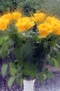 Fotos_Heilpflanzen